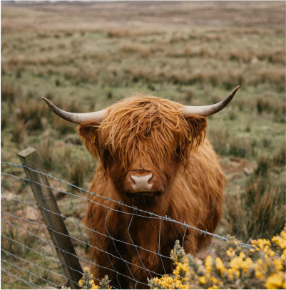 a highland cow